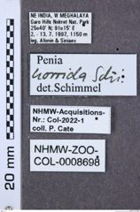 Etiketten zu Penia horrida (NHMW-ZOO-COL-0008698)